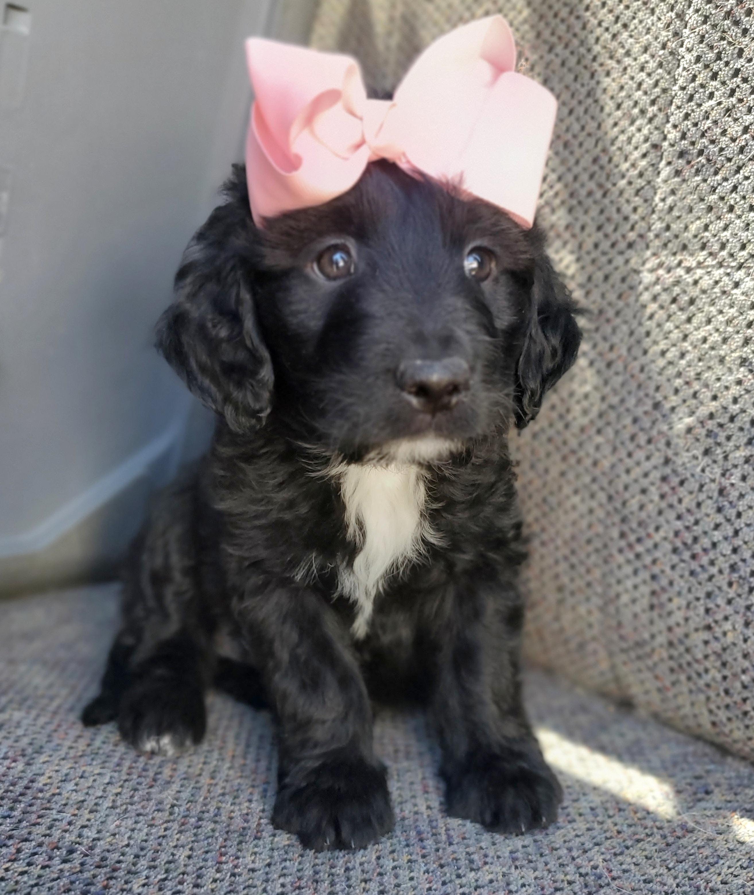 Enlarge Sparkle , an adopted mixed breed in Gilbert, SC image 3/6