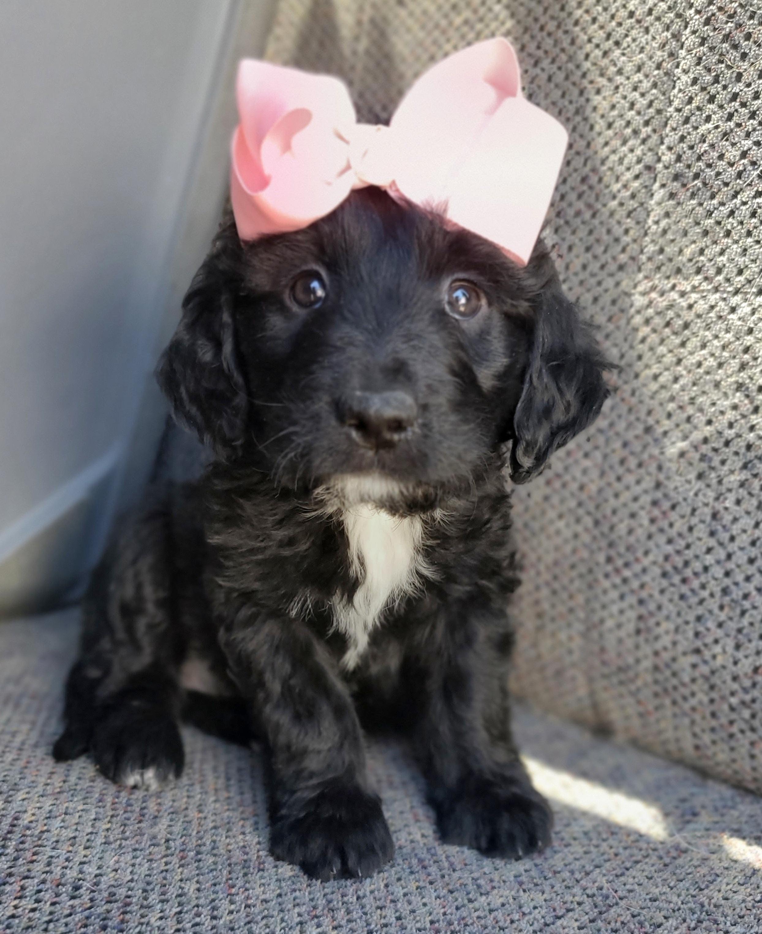 Sparkle , adopted, Puppy Female Labradoodle & Mixed Breed.