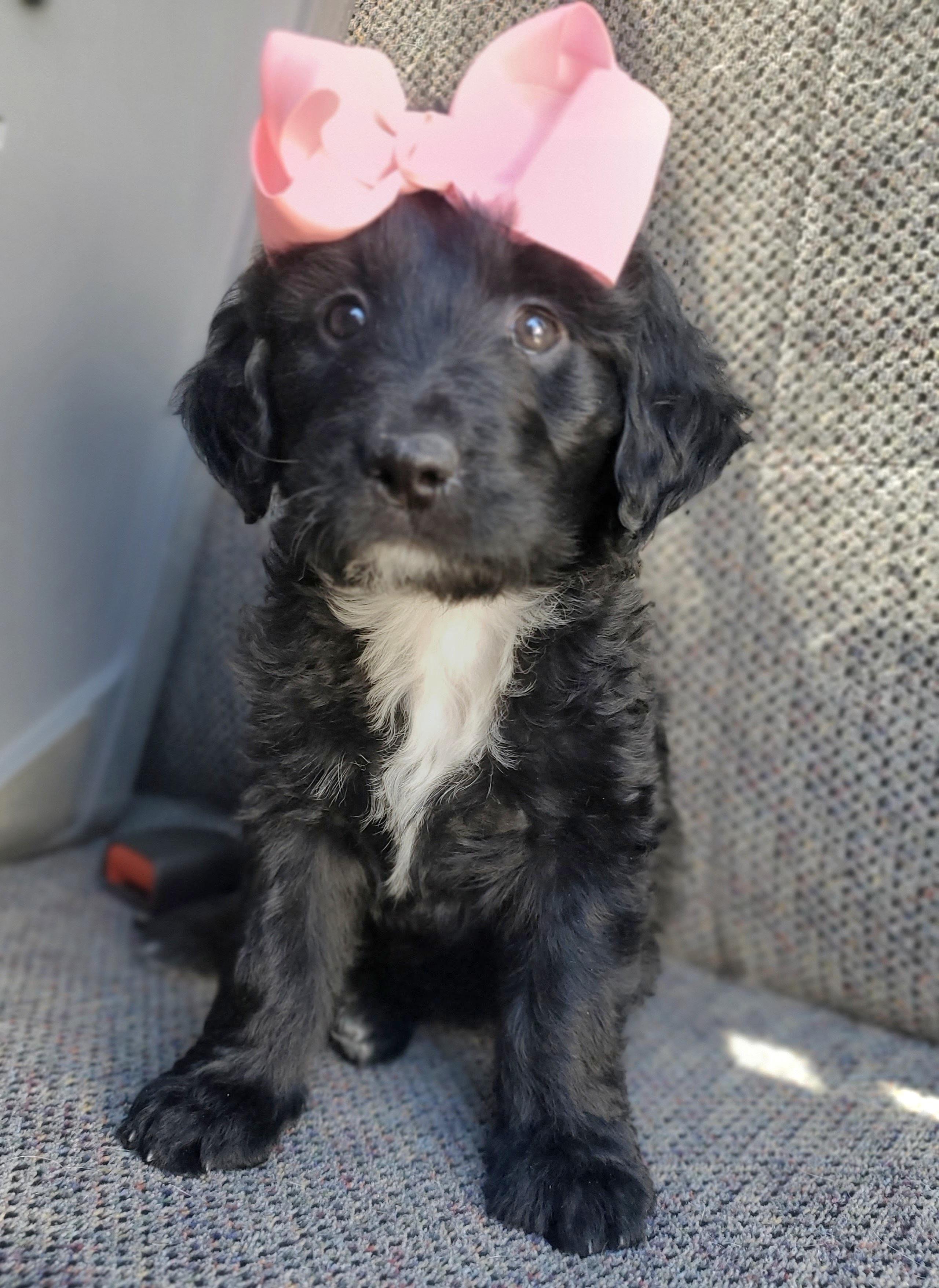 Enlarge Sparkle , an adopted mixed breed in Gilbert, SC image 4/6