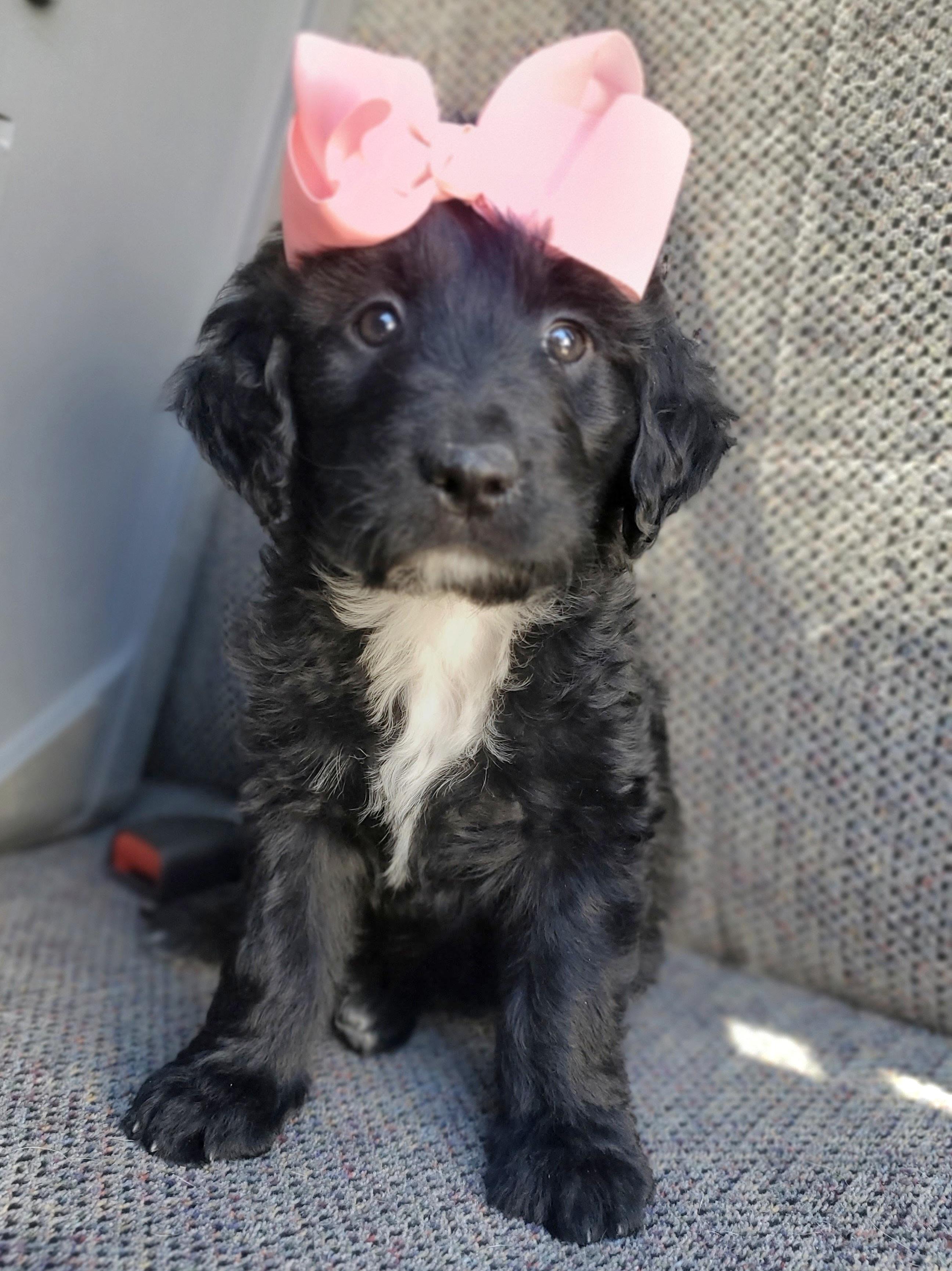 Enlarge Sparkle , an adopted mixed breed in Gilbert, SC image 5/6