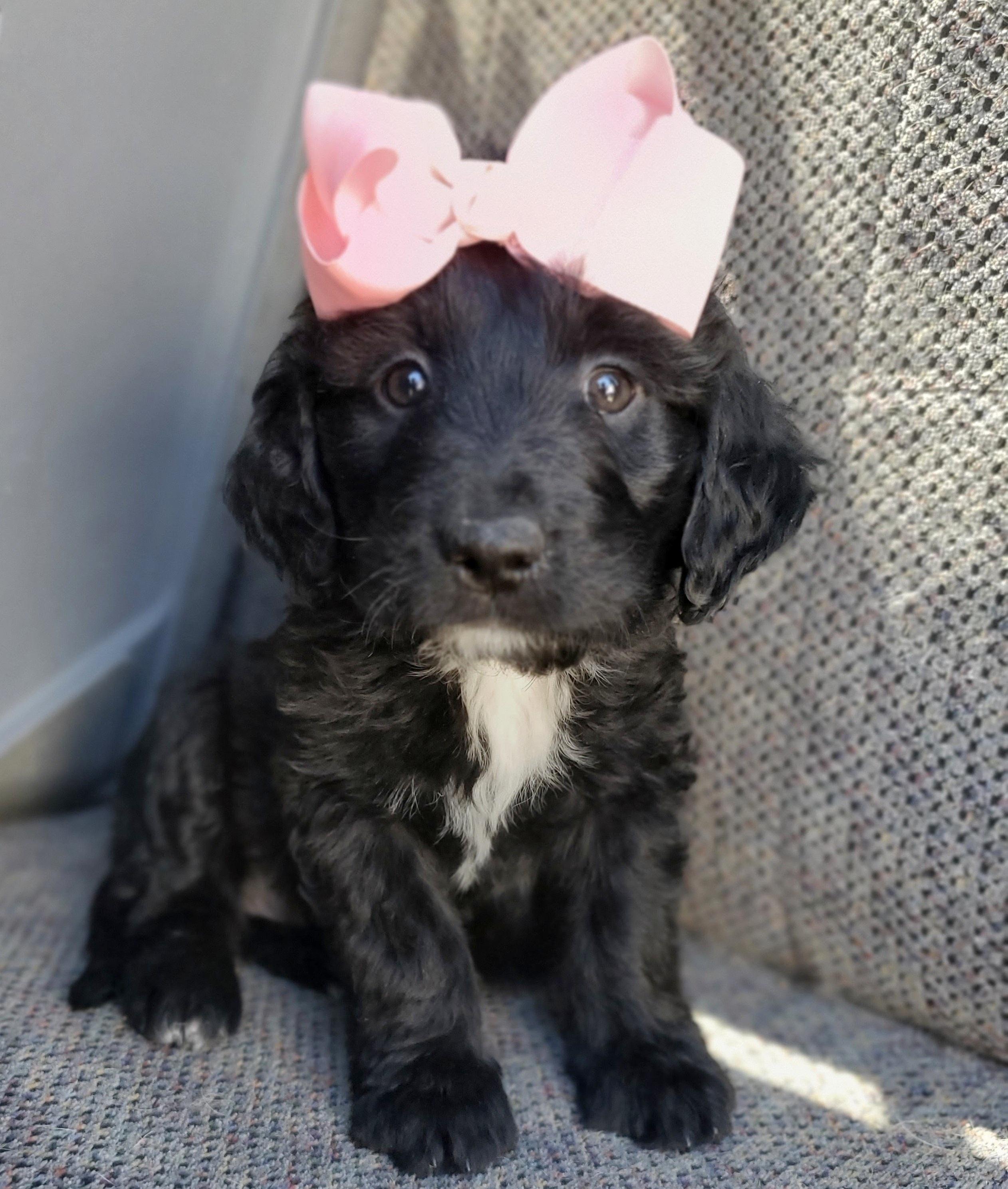 Enlarge Sparkle , an adopted mixed breed in Gilbert, SC image 6/6