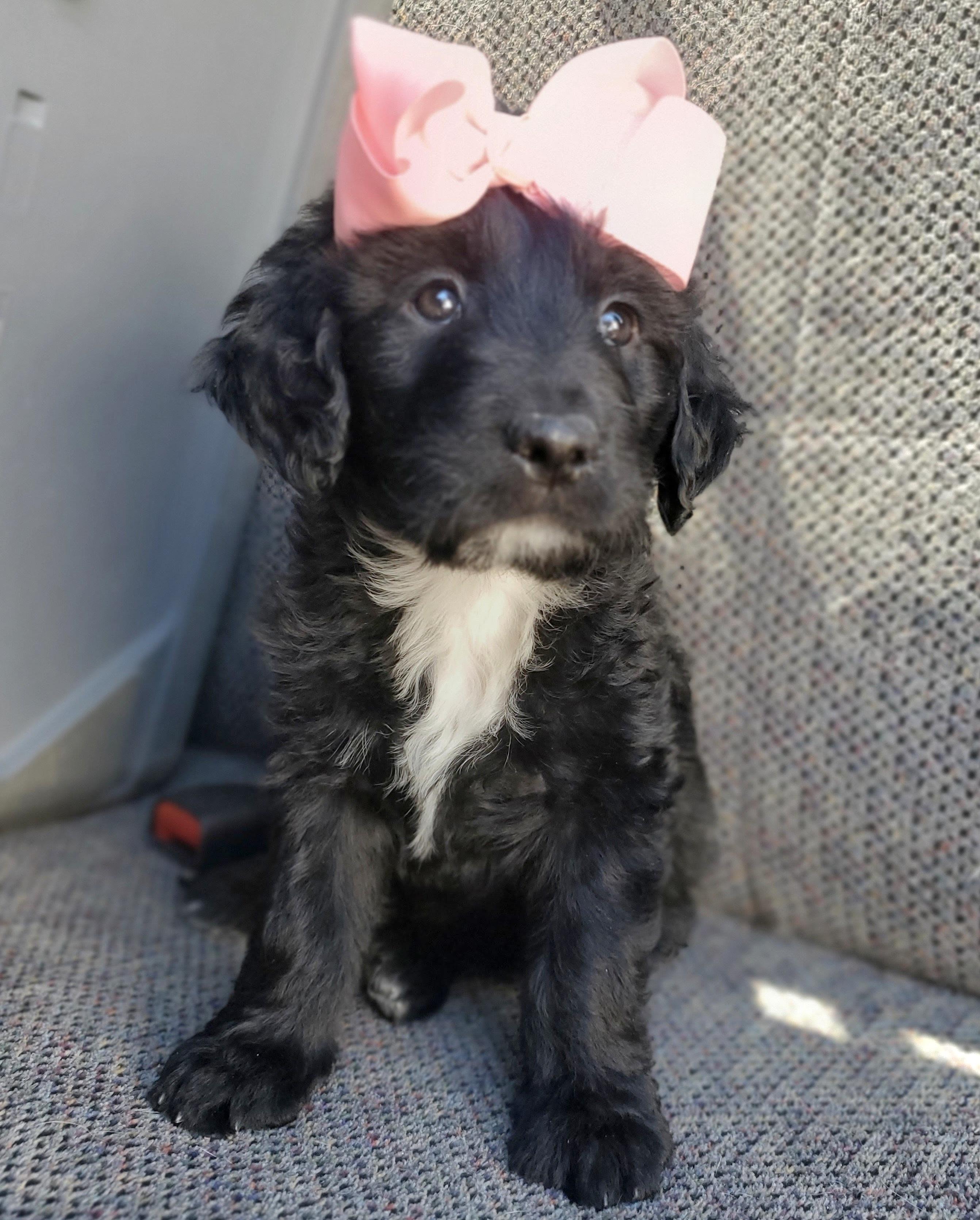 Enlarge Sparkle , an adopted mixed breed in Gilbert, SC image 2/6