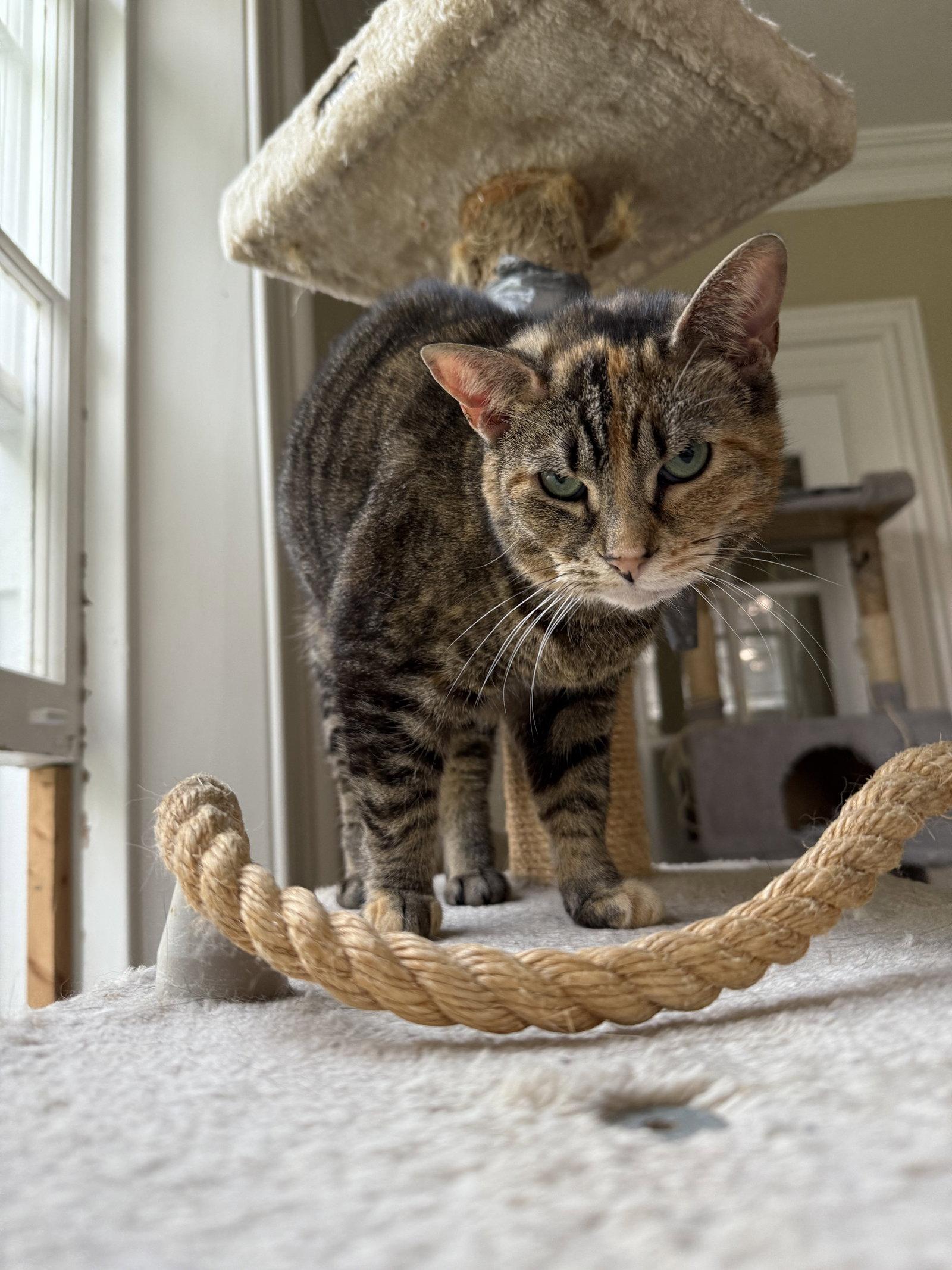 Taffy -  - Sponsored by Angela & Mario, Adoptable, Adult Female Domestic Short Hair.