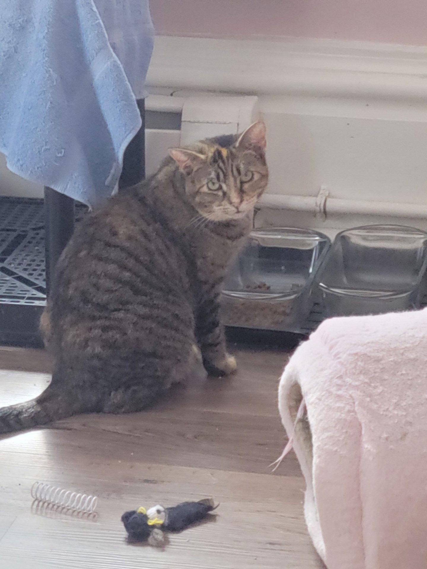 Taffy - - Sponsored by Angela & Mario, a Adoptable Domestic Short Hair in Markham, ON image 2/6