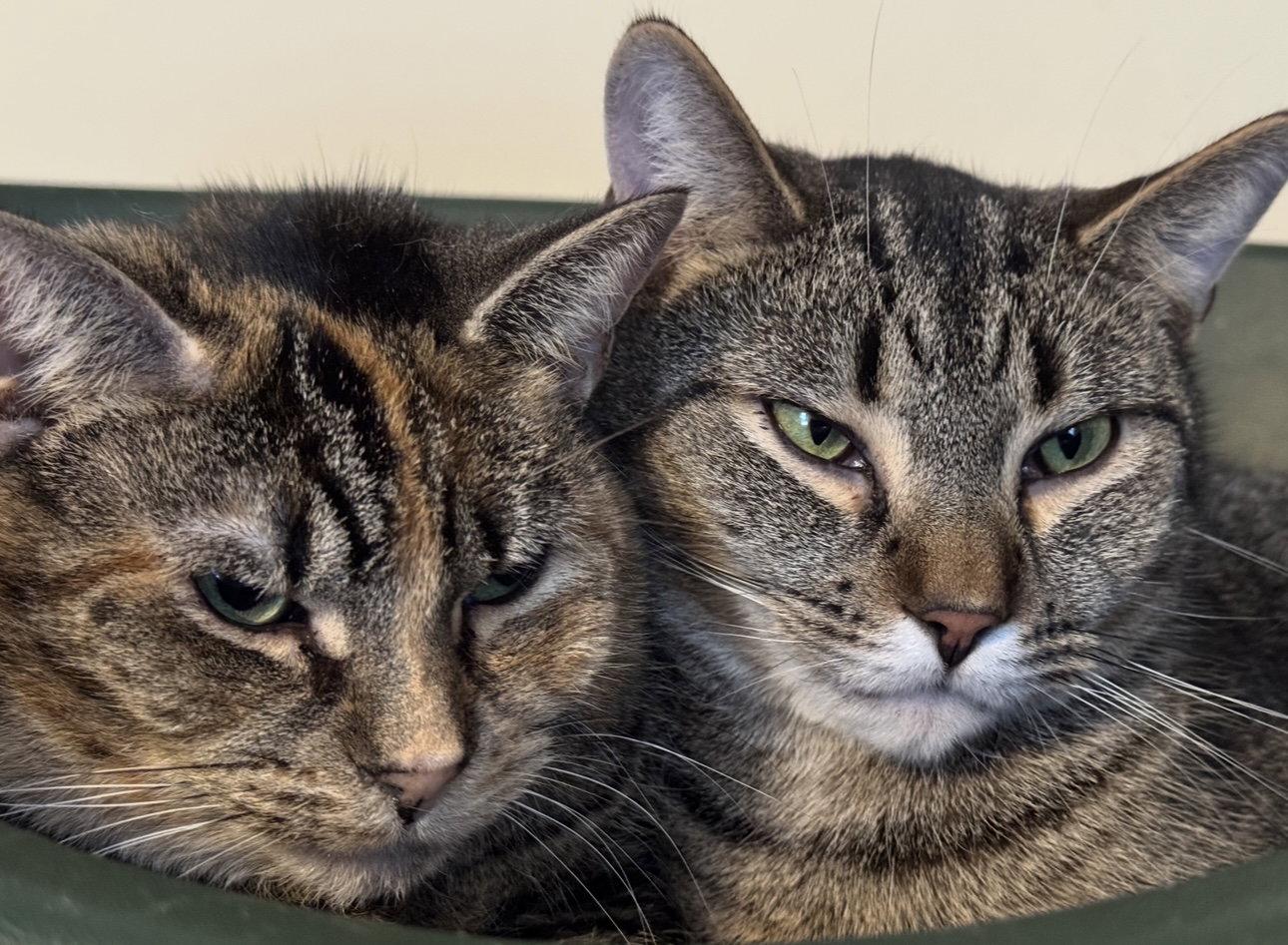 Enlarge Taffy -  - Sponsored by Angela & Mario, a Adoptable Domestic Short Hair in Markham, ON image 2/3