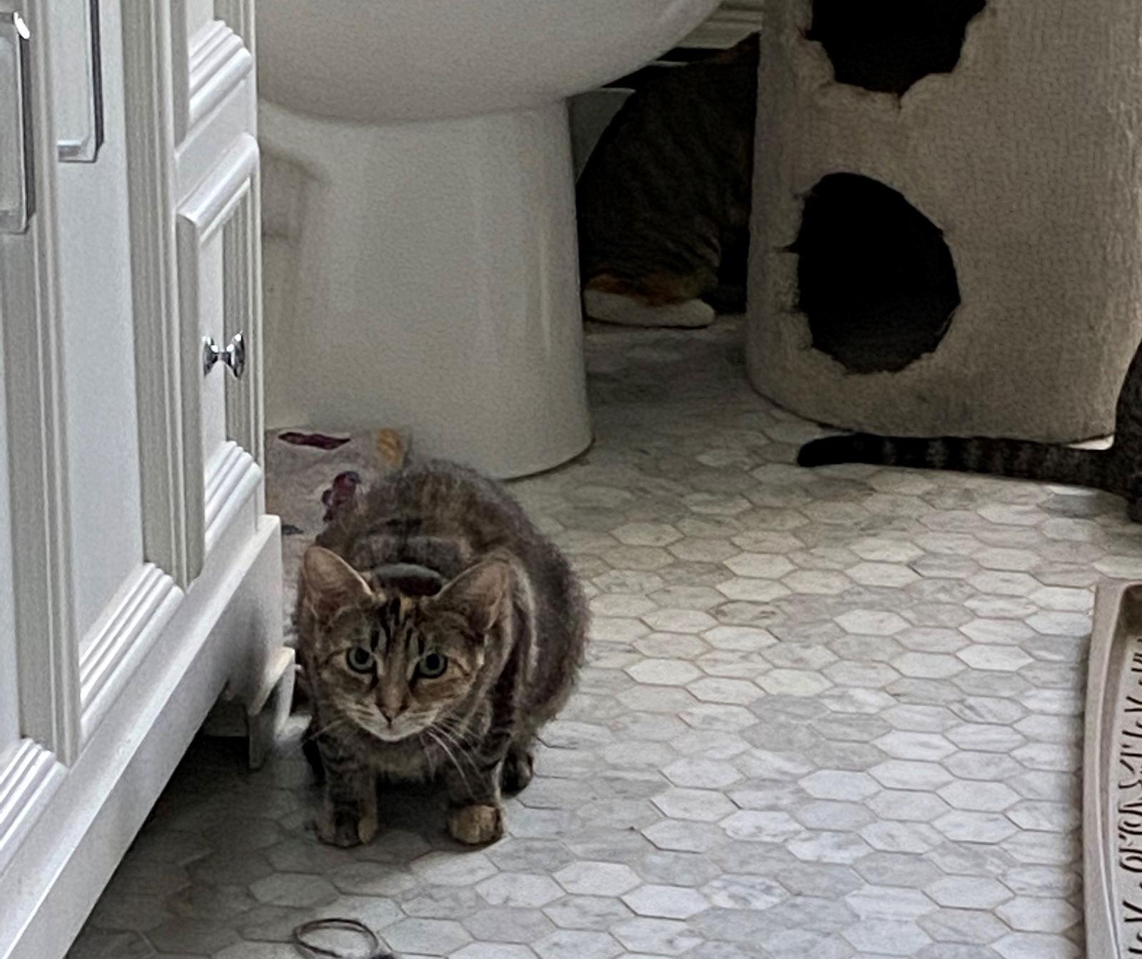 Taffy - - Sponsored by Angela & Mario, a Adoptable Domestic Short Hair in Markham, ON image 2/6