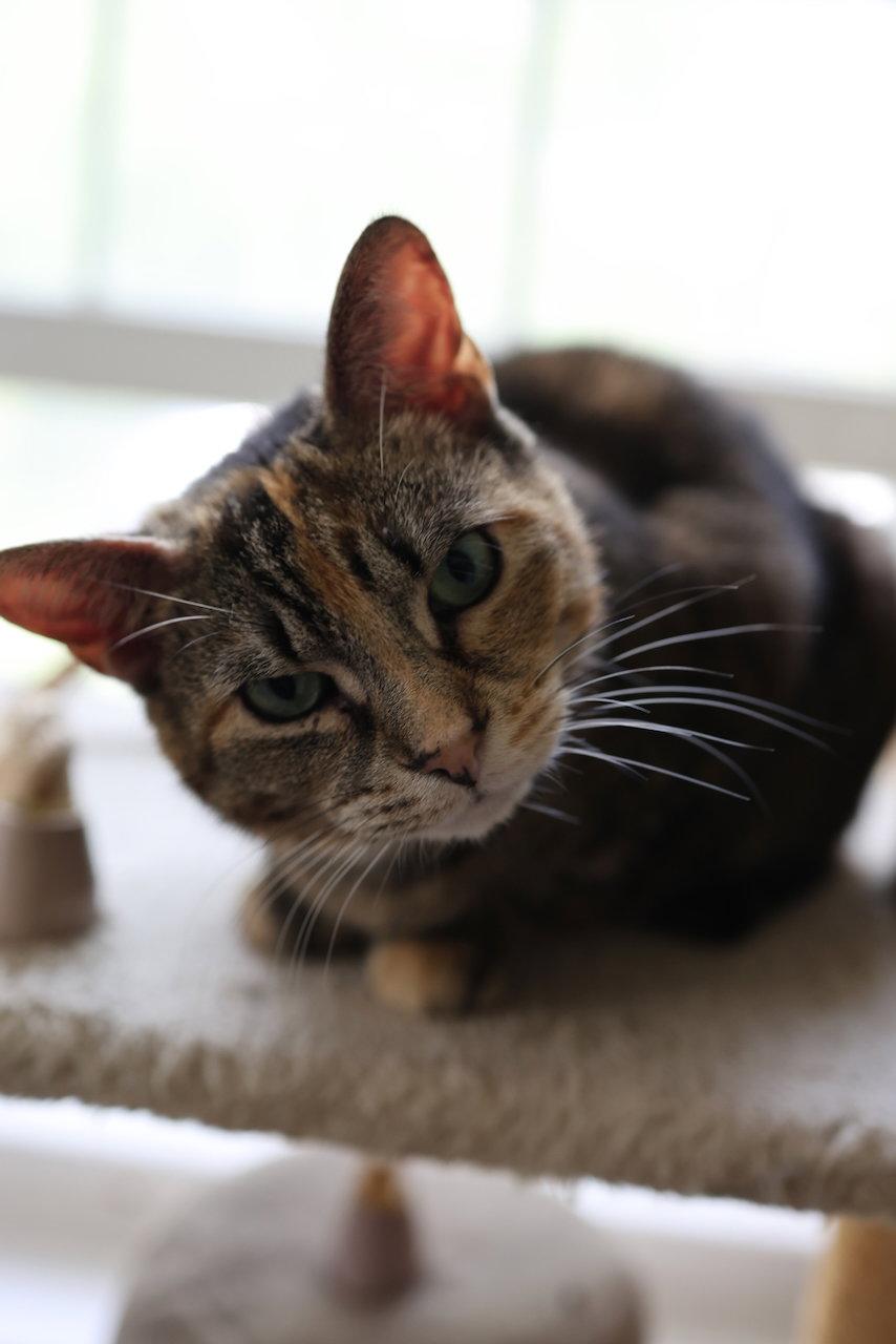 Enlarge Taffy -  - Sponsored by Angela & Mario, a Adoptable Domestic Short Hair in Markham, ON image 3/3