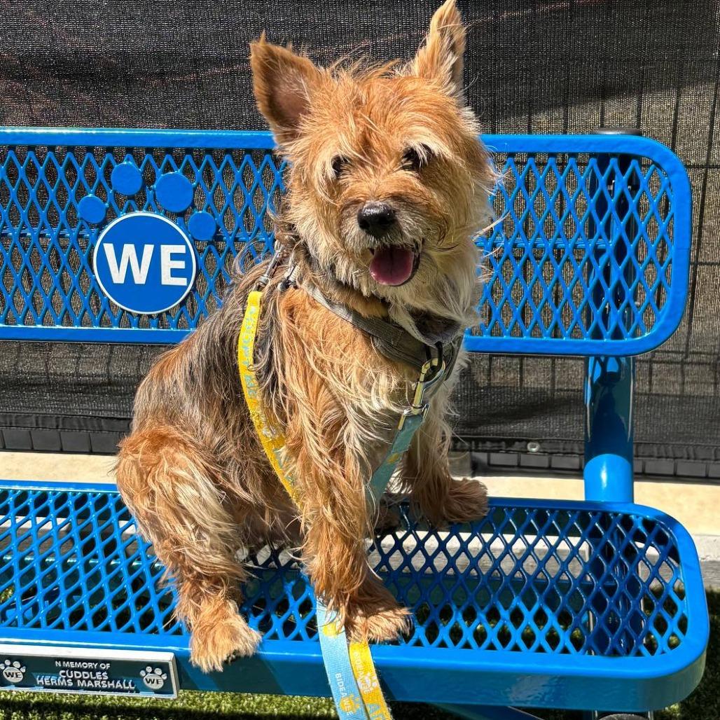 Kody, Adoptable, Senior Male Mixed Breed.