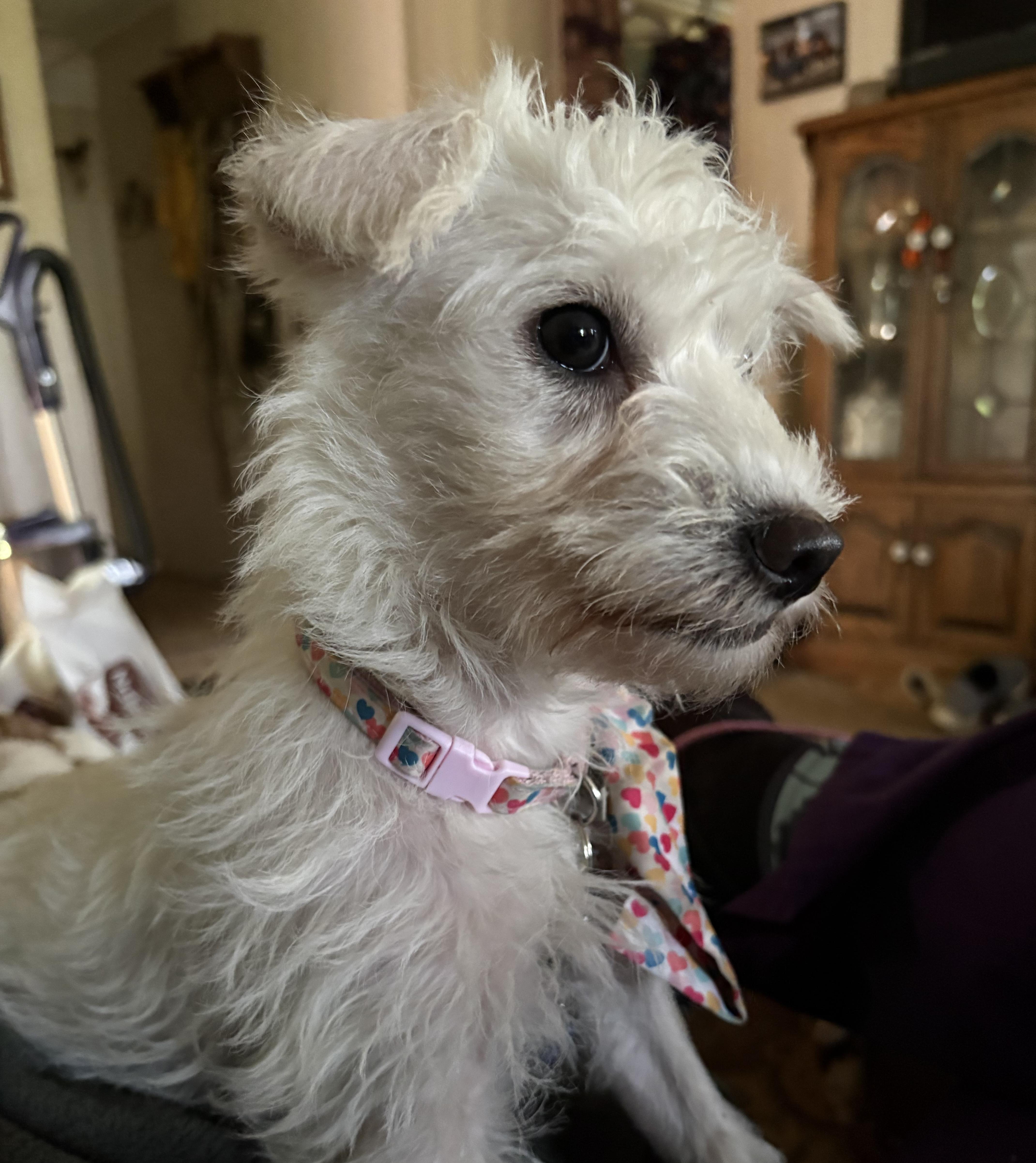 Winnie, adopted, Puppy Female Maltese.