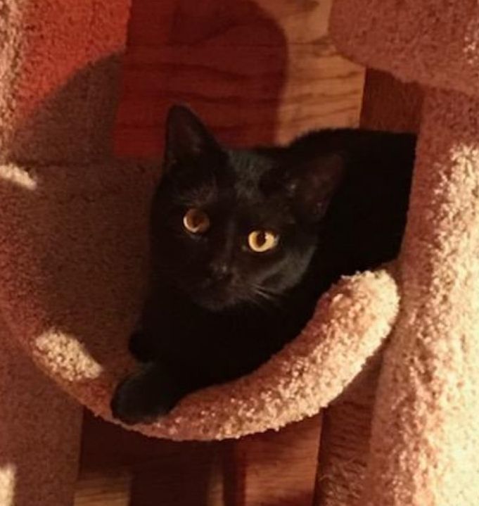 Bonnie, Adoptable, Adult Female Domestic Short Hair.
