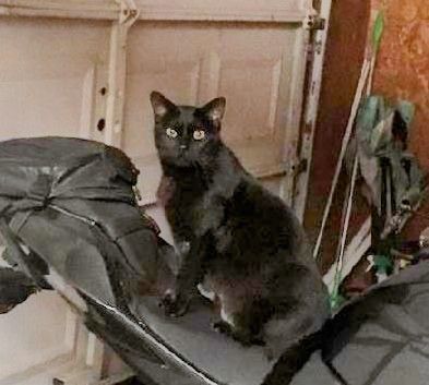 Enlarge Bonnie, a Adoptable Domestic Short Hair in Mead, OK image 2/2