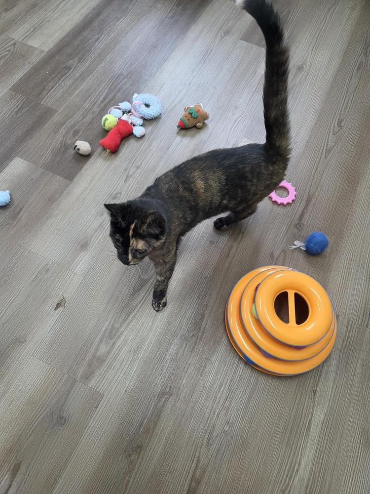 Honey, Adoptable, Kitten Female Domestic Short Hair.