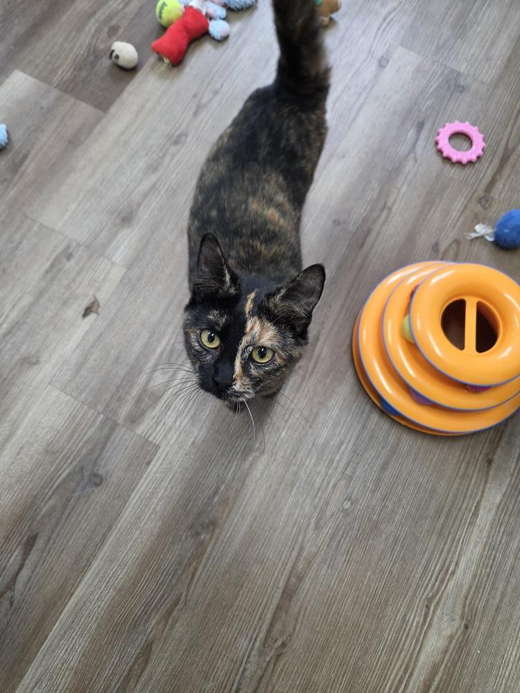 Enlarge Honey, a Adoptable Domestic Short Hair in Salmon, ID image 2/2