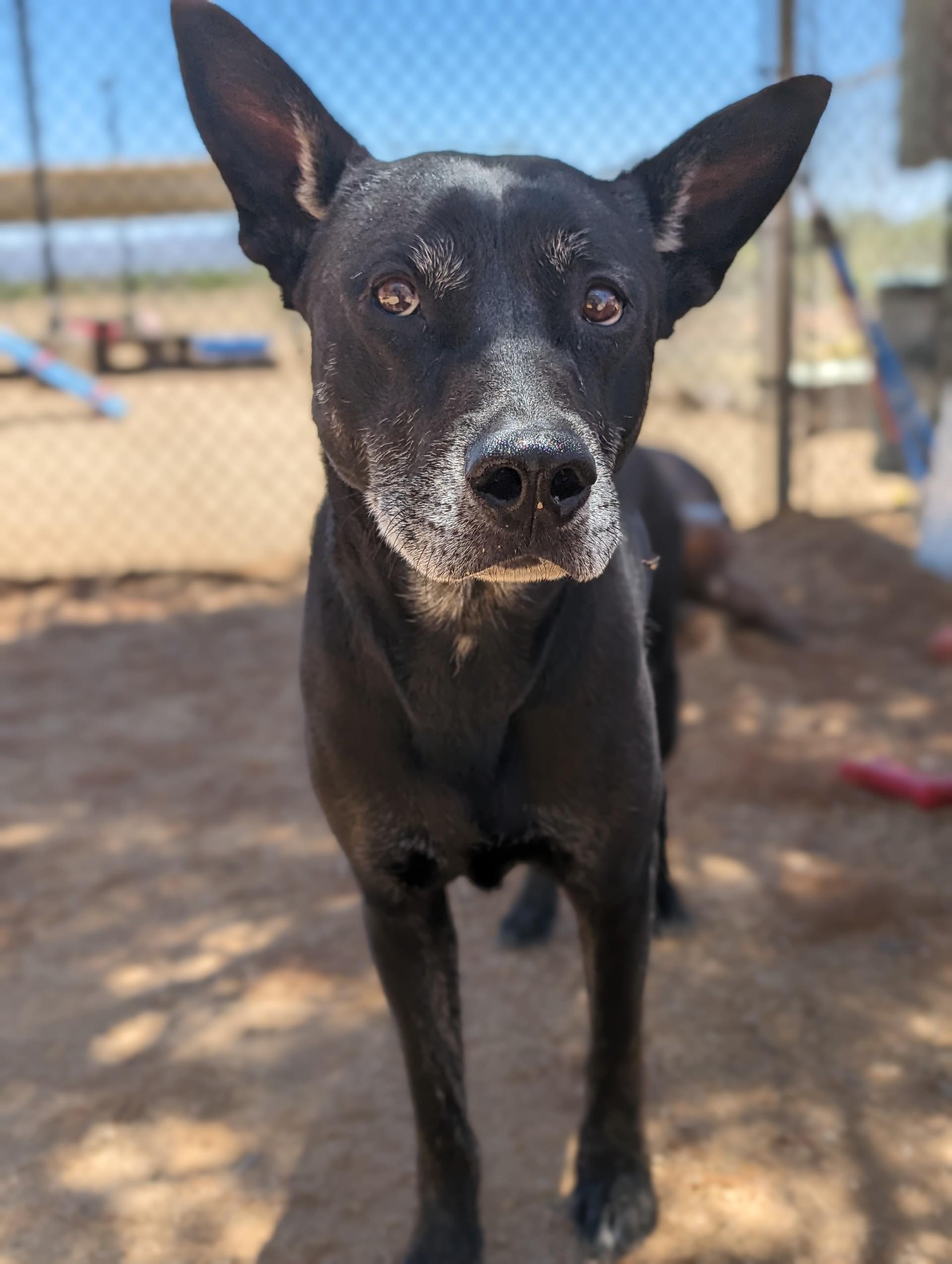 Enlarge Erebos, a Adoptable mixed breed in Sierra Vista, AZ image 2/2