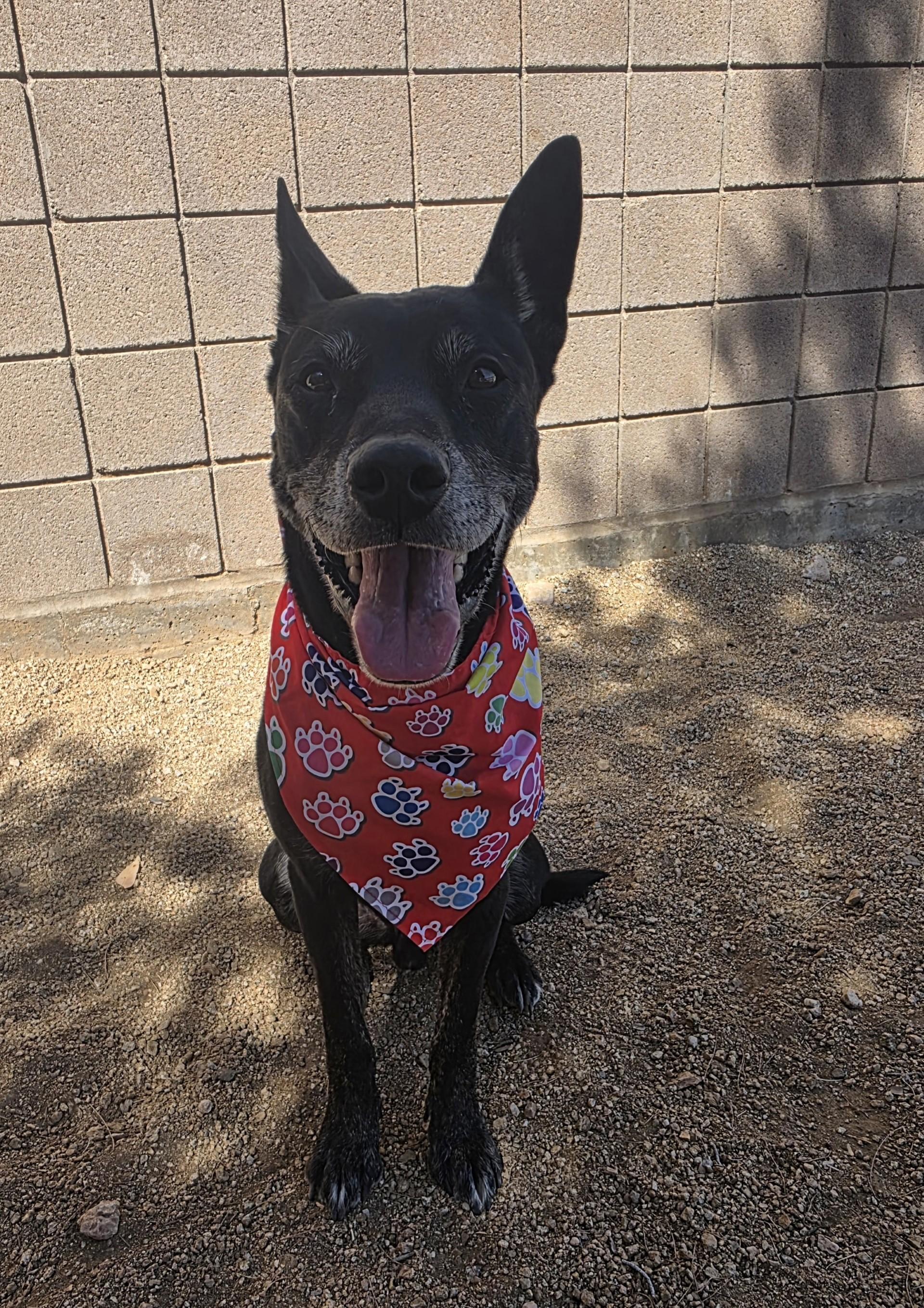 Erebos, Adoptable, Adult Male German Shepherd Dog.