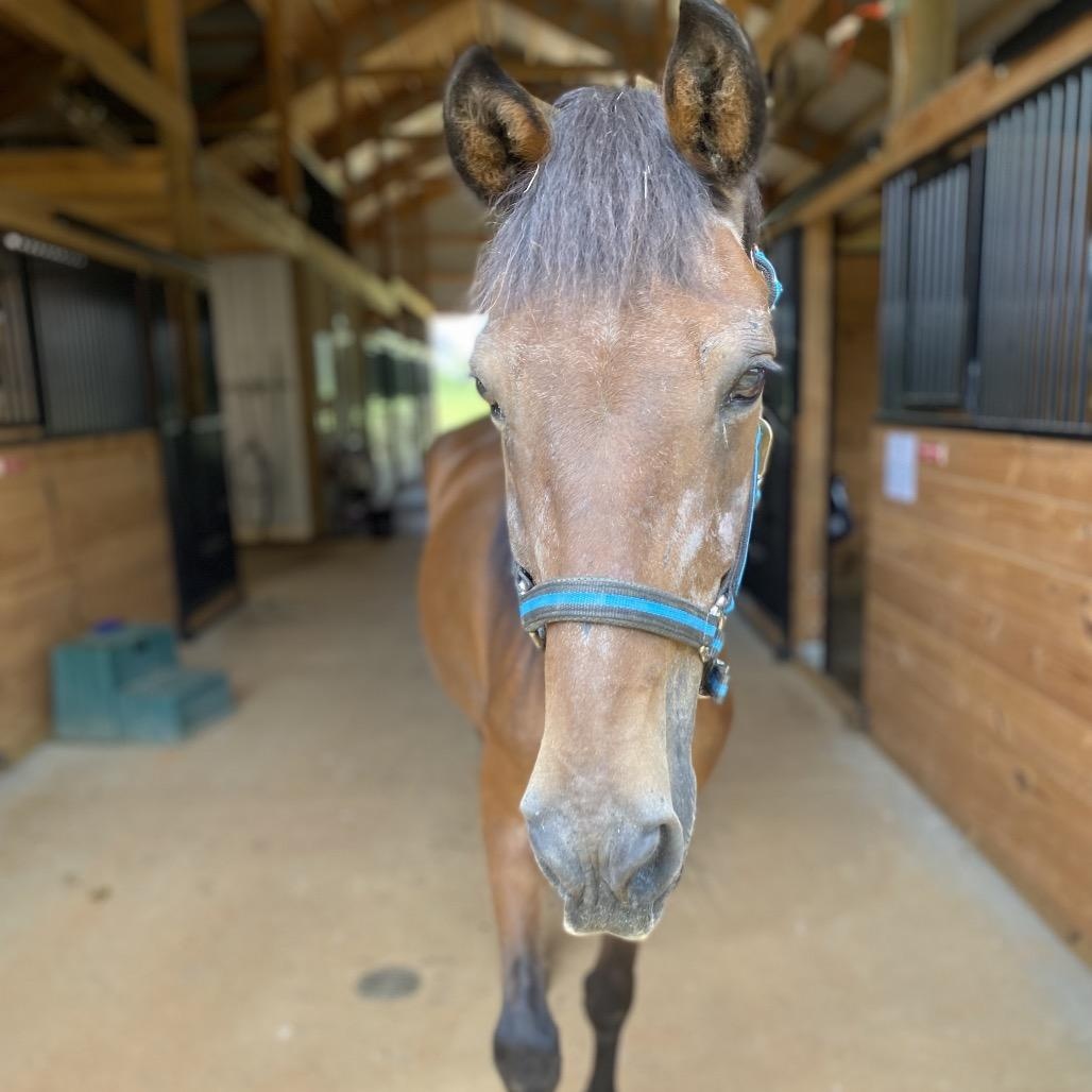 Pepper, Adult Male unknown