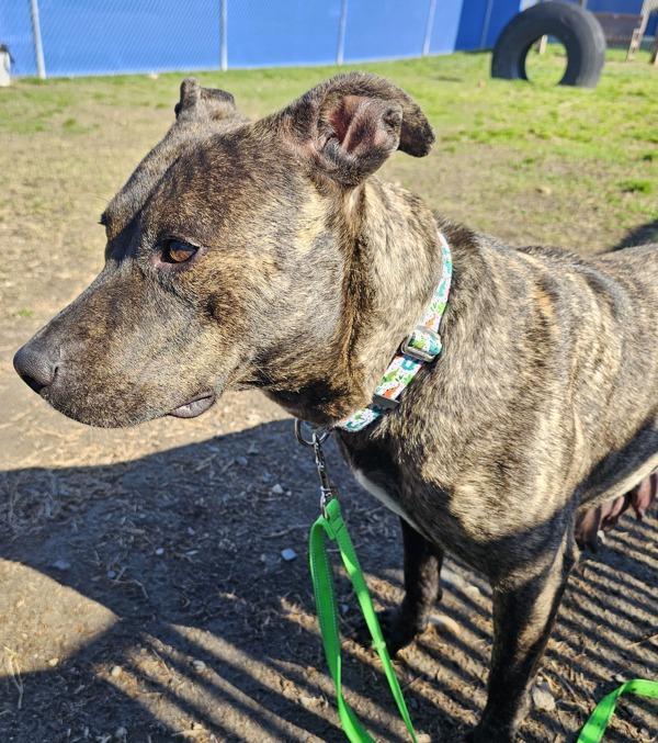 Enlarge Ayla, a Adoptable mixed breed in Kennewick, WA image 1/1