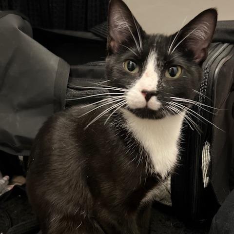 Enlarge Formal Wear *FeLV* C66847 (Sponsored), a Adoptable Domestic Short Hair in Minnetonka, MN image 1/6