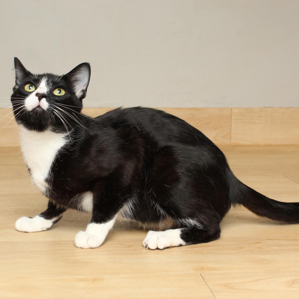 Formal Wear C66847, Adoptable, Young Female Domestic Short Hair.