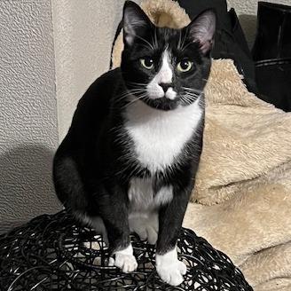 Formal Wear *FeLV* C66847 (Sponsored), Adoptable, Young Female Domestic Short Hair.