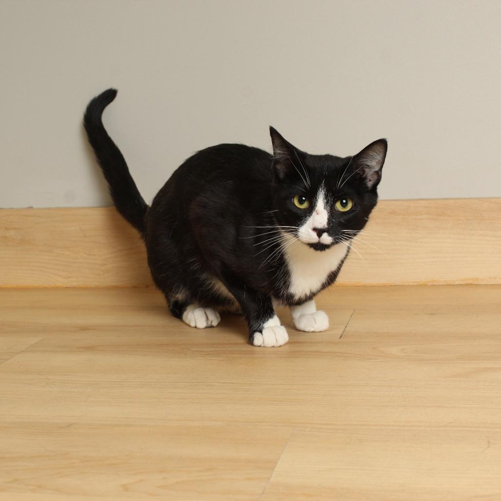 Formal Wear C66847, a Adoptable Domestic Short Hair in Minnetonka, MN image 2/5