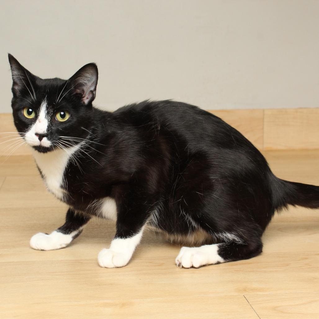 Formal Wear C66847, a Adoptable Domestic Short Hair in Minnetonka, MN image 3/5