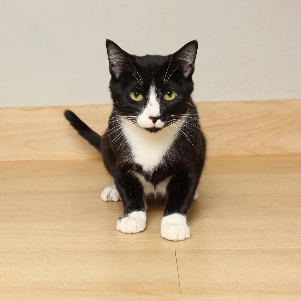 Formal Wear C66847, a Adoptable Domestic Short Hair in Minnetonka, MN image 5/5