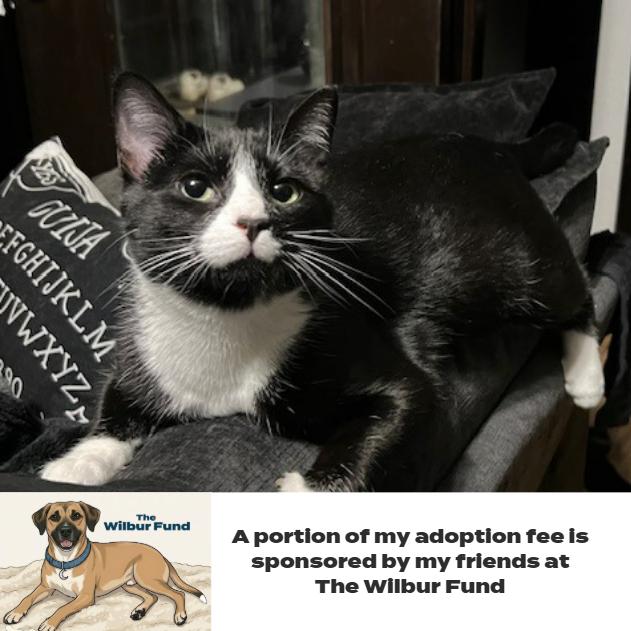 Enlarge Formal Wear *FeLV* C66847 (Sponsored), a Adoptable Domestic Short Hair in Minnetonka, MN image 6/6