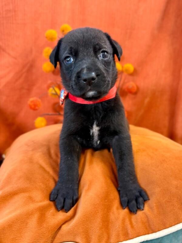 Enlarge Donato Artist, an adopted mixed breed in Brattleboro, VT image 4/6