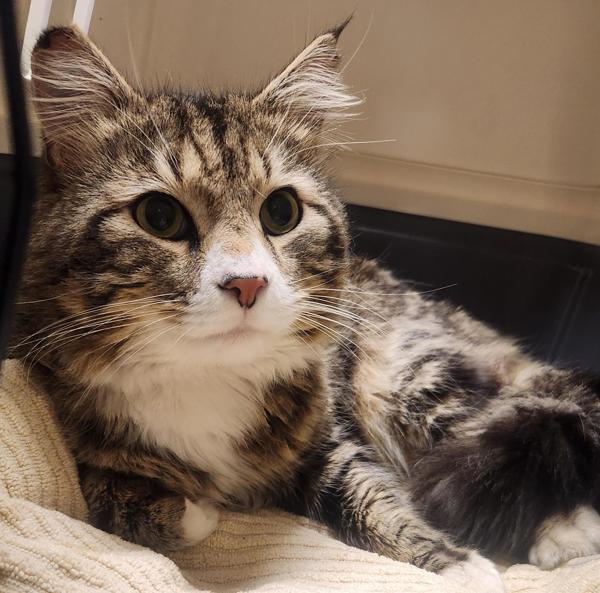 Armistead, Adoptable, Adult Male Domestic Medium Hair.