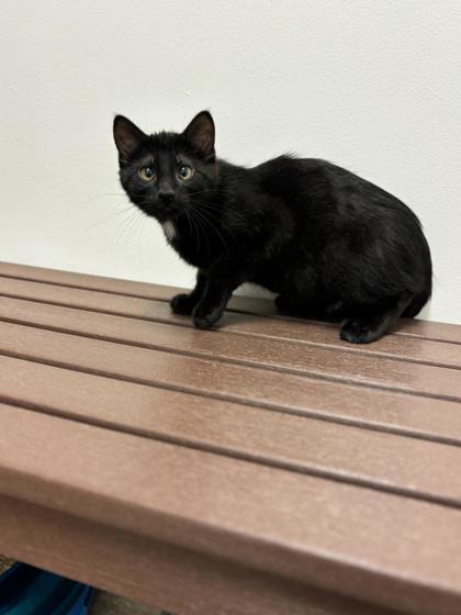 Caterpillar, a Adoptable mixed breed in Fergus Falls, MN image 1/2