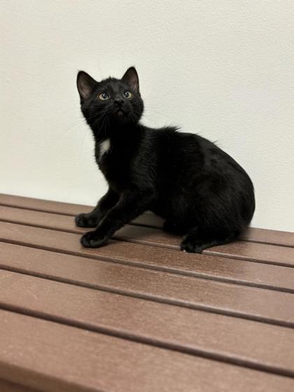 Caterpillar, a Adoptable mixed breed in Fergus Falls, MN image 2/2