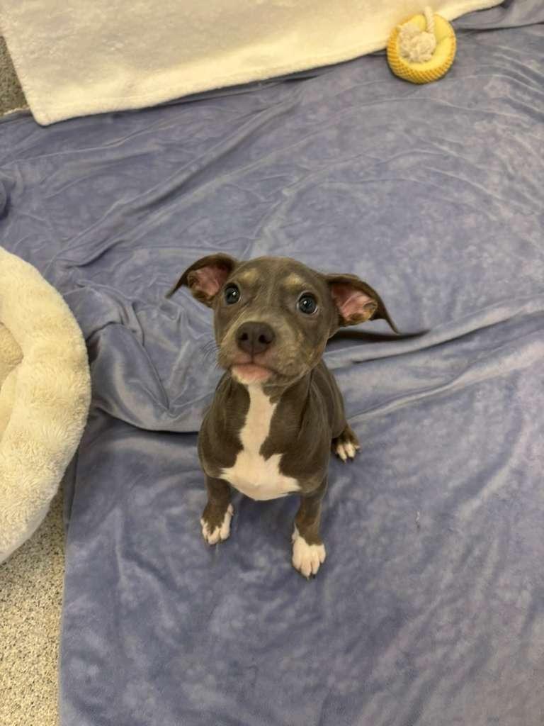 Enlarge Alex Levy, a Adoptable mixed breed in Phoenix, AZ image 1/5