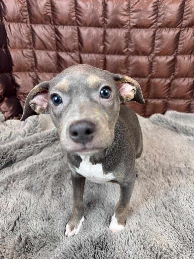 Enlarge Alex Levy, a Adoptable mixed breed in Phoenix, AZ image 2/5