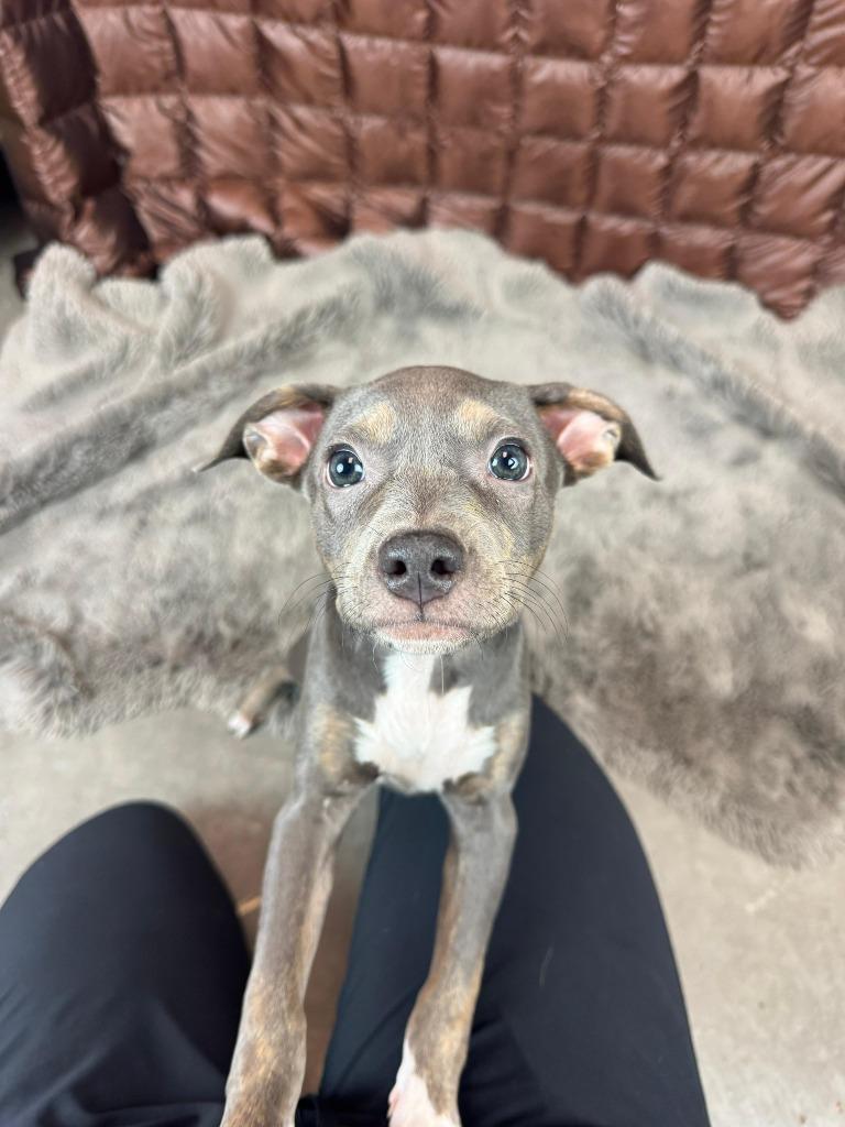 Enlarge Alex Levy, a Adoptable mixed breed in Phoenix, AZ image 3/5