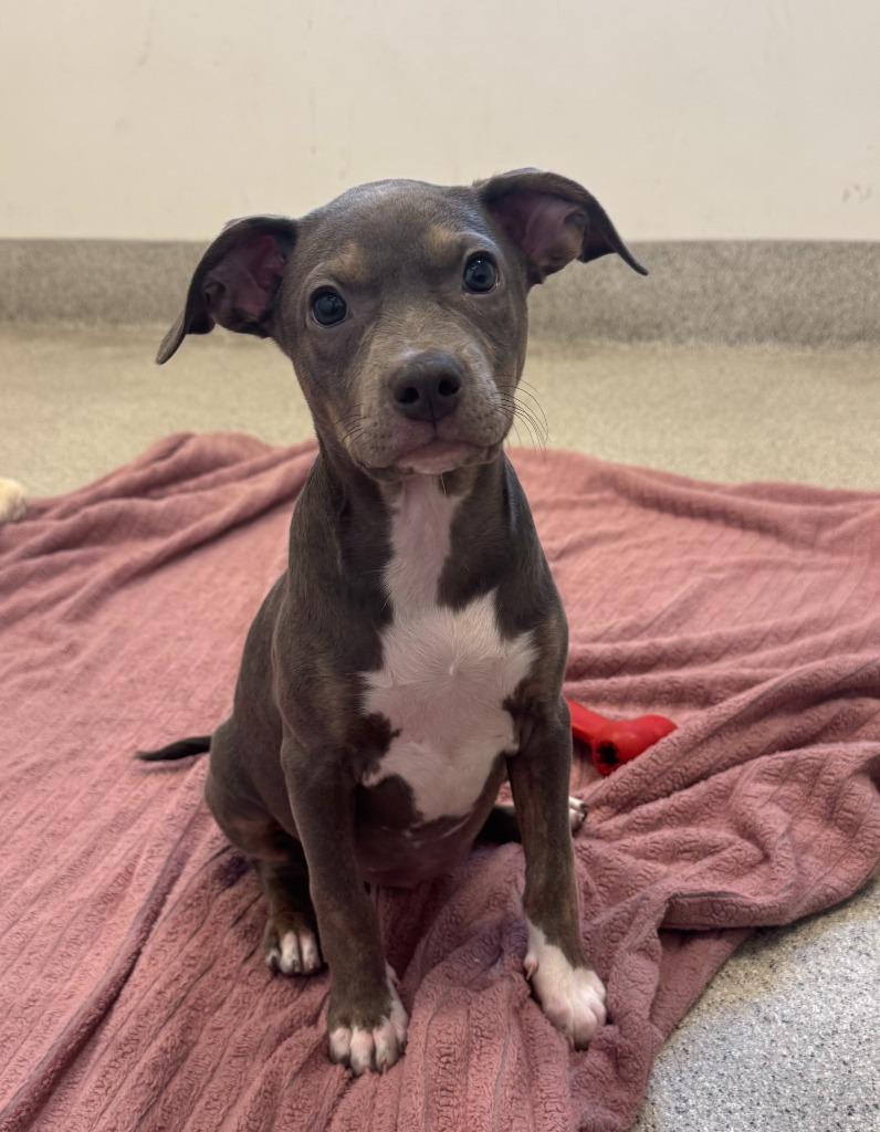 Enlarge Alex Levy, a Adoptable mixed breed in Phoenix, AZ image 4/5