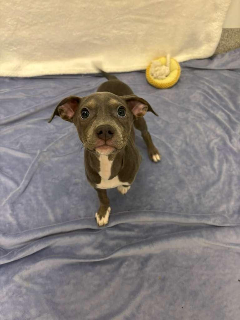 Enlarge Alex Levy, a Adoptable mixed breed in Phoenix, AZ image 5/5