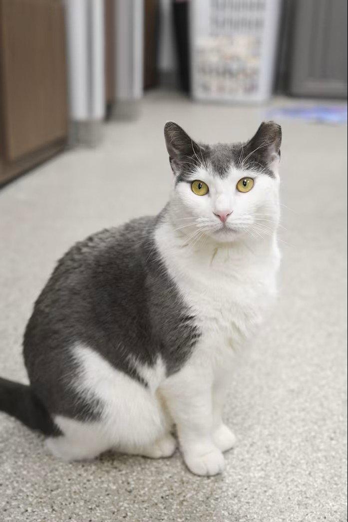 Paige, Adoptable, Adult Female Domestic Short Hair.
