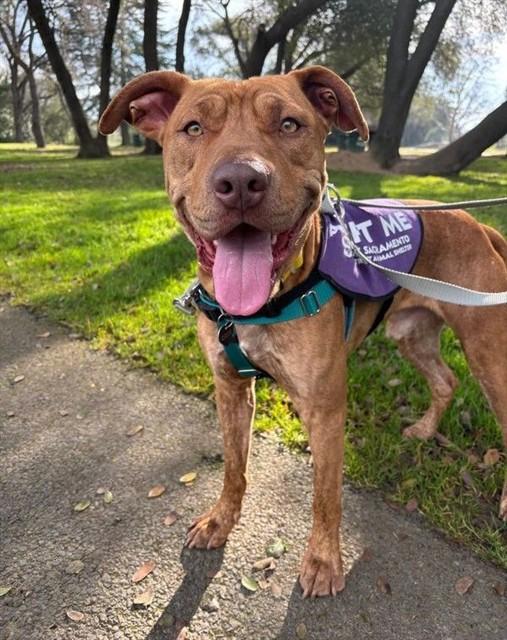 Enlarge TITUS, a Adoptable Pit Bull Terrier in Sacramento, CA image 1/1