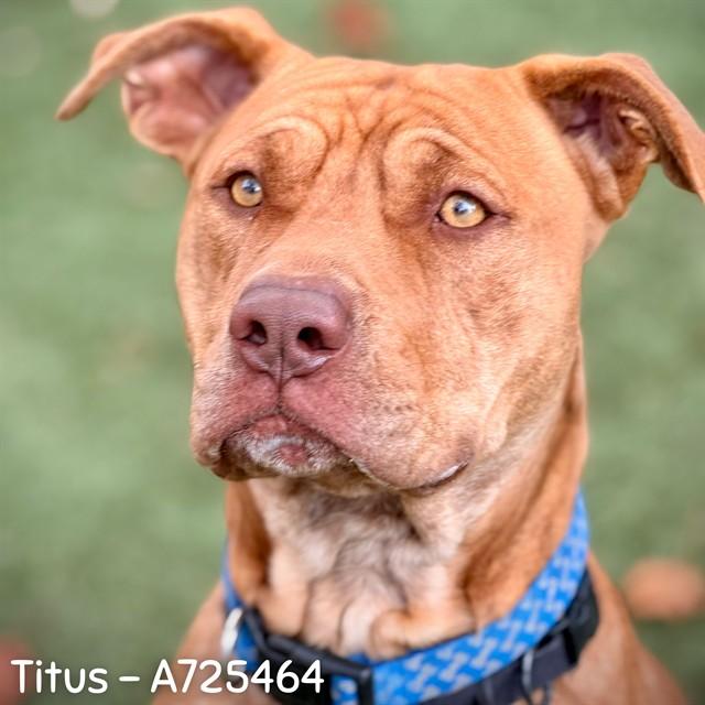 TITUS, Adoptable, Young Male Pit Bull Terrier.