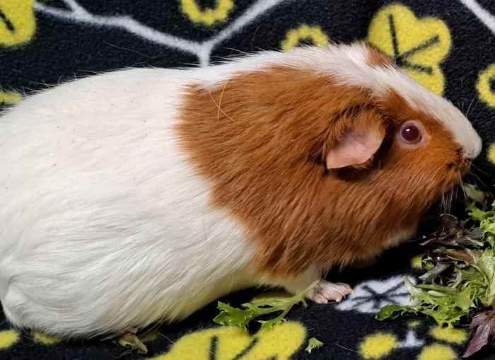 Enlarge Luna, a Adoptable Short-Haired in Gary, IN image 3/3