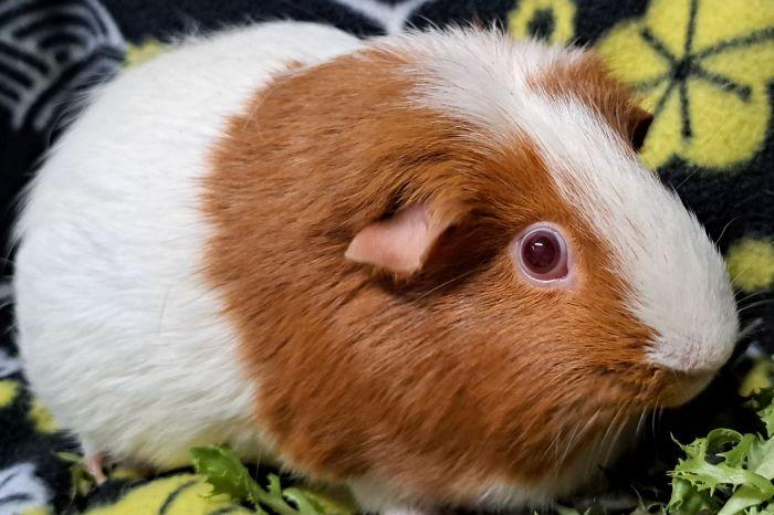 Enlarge Luna, a Adoptable Short-Haired in Gary, IN image 2/3
