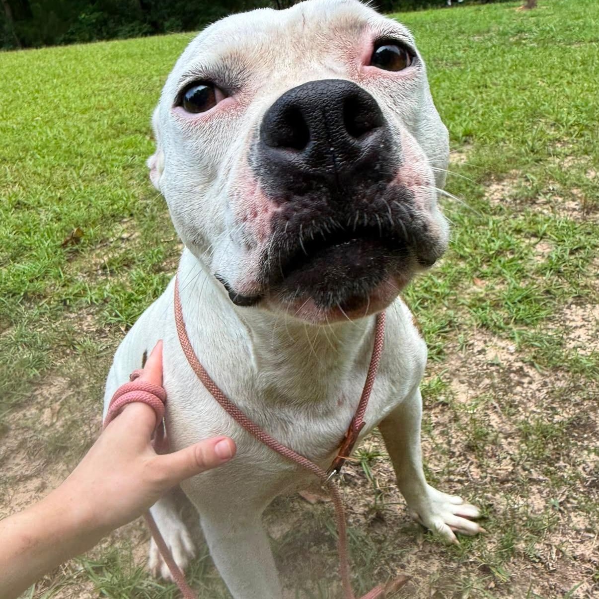 WINTER - SPONSORED FEE, Adoptable, Young Female Dogo Argentino & Pit Bull Terrier.