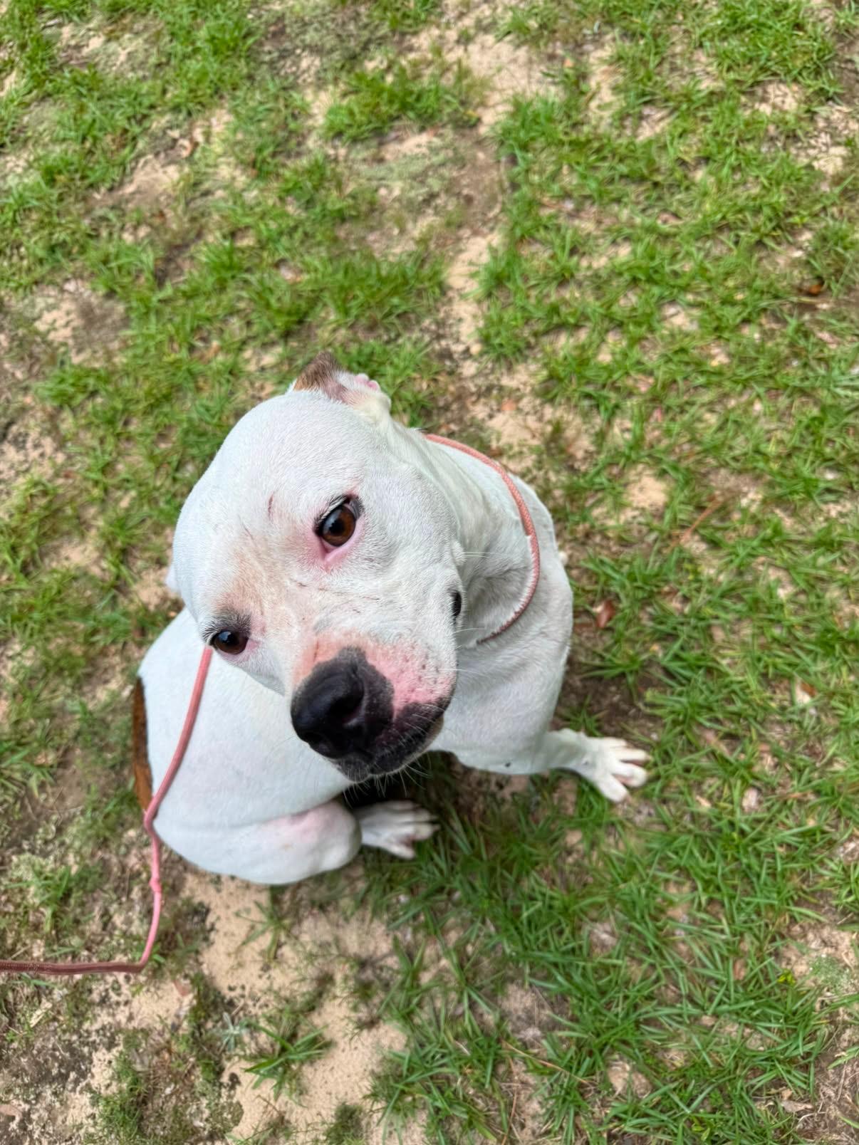 Enlarge WINTER - SPONSORED FEE, a Adoptable mixed breed in Fosters, AL image 5/6