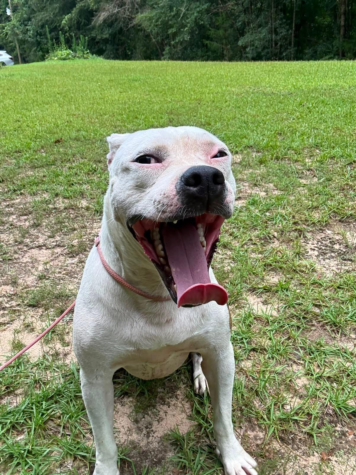 Enlarge WINTER - SPONSORED FEE, a Adoptable mixed breed in Fosters, AL image 3/6