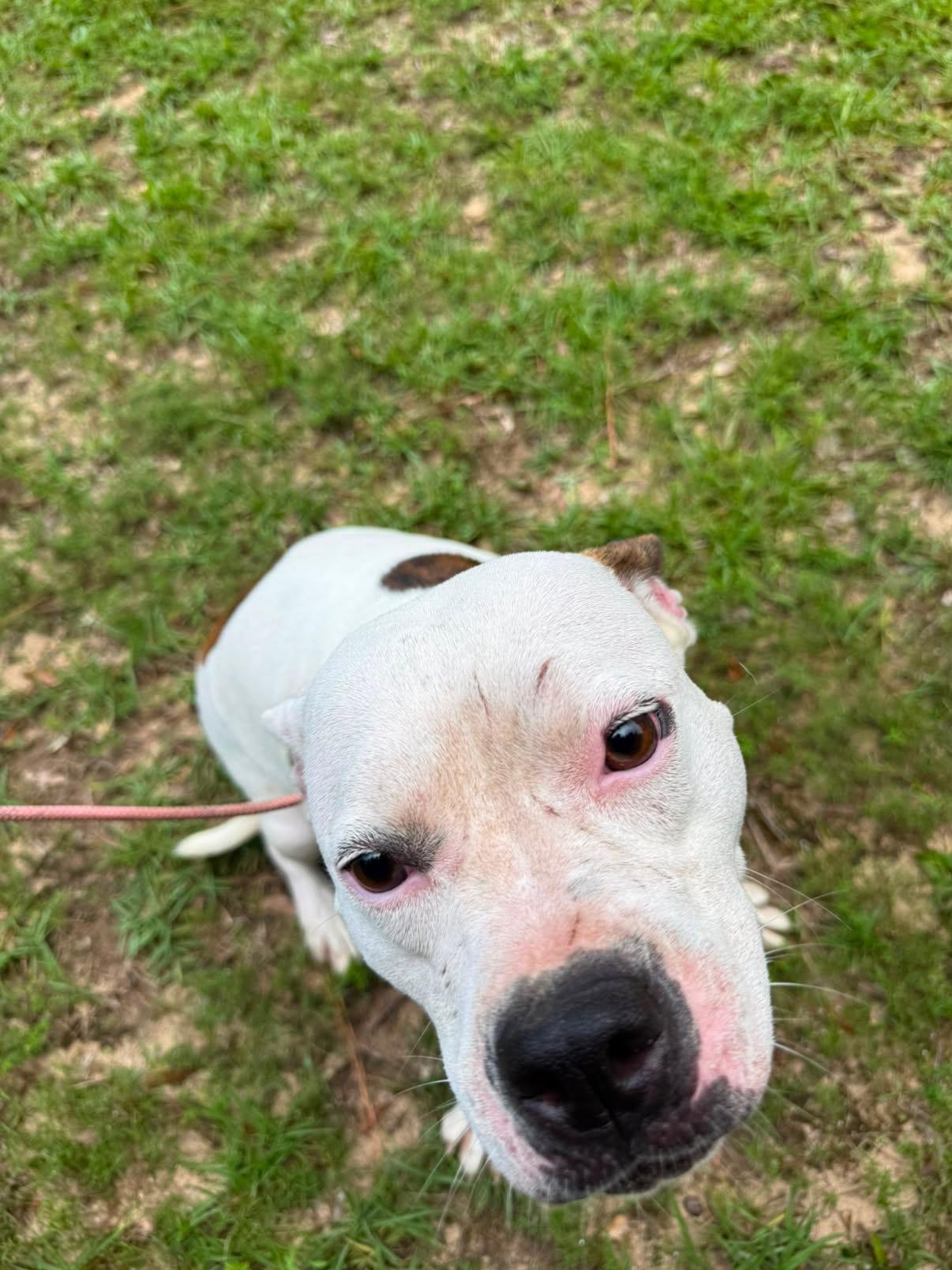 Enlarge WINTER - SPONSORED FEE, a Adoptable mixed breed in Fosters, AL image 6/6
