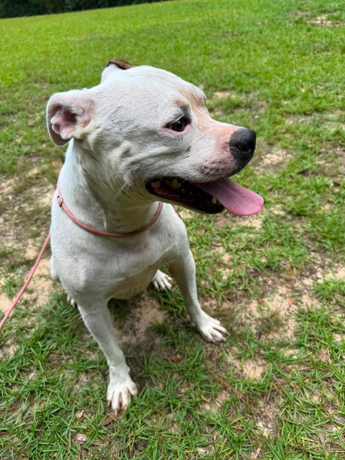 Enlarge WINTER - SPONSORED FEE, a Adoptable mixed breed in Fosters, AL image 4/6