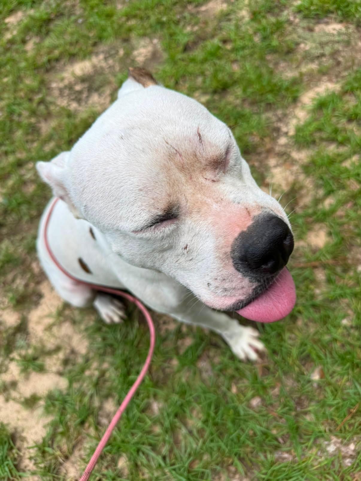 Enlarge WINTER - SPONSORED FEE, a Adoptable mixed breed in Fosters, AL image 2/6
