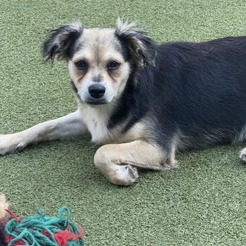 Enlarge harrow, a Adoptable mixed breed in houston, TX image 4/6