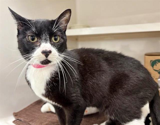 CANDICE, Adoptable, Adult Female Domestic Short Hair.